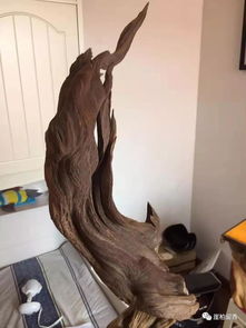 尋柏之路多坎坷 為何精品崖柏如此難求？